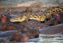 Hippo Attacked the Crocodile!