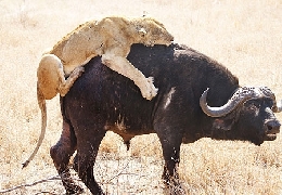 World's greatest buffalo-lion encounter footage pictures