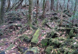 Aokigahara forest