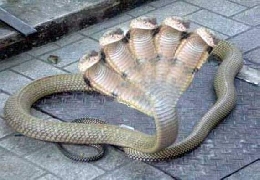 Snake with five head in india