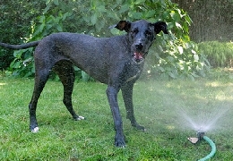 Dogs and sprinklers