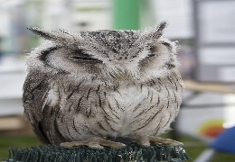 Sleeping african scops owl