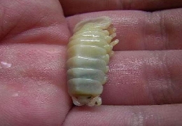 Cymothoa exigua