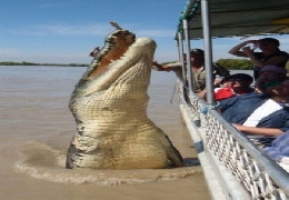 Incredibly large crocodile