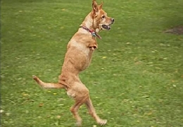 Amezing animals with two legged in china