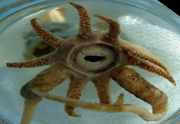 Teeth of a promachoteuthis sulcus squid