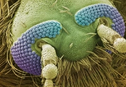 Awesome scanning electron microscope images